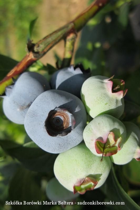 borówka amerykańska odmiana Chandler – duże owoce