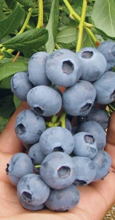 borówka amerykańska – zdrowe sadzonki do uprawy