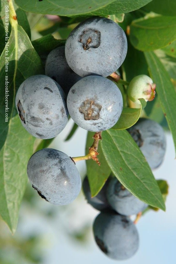 krzewy borówki wysokiej z dużymi owocami