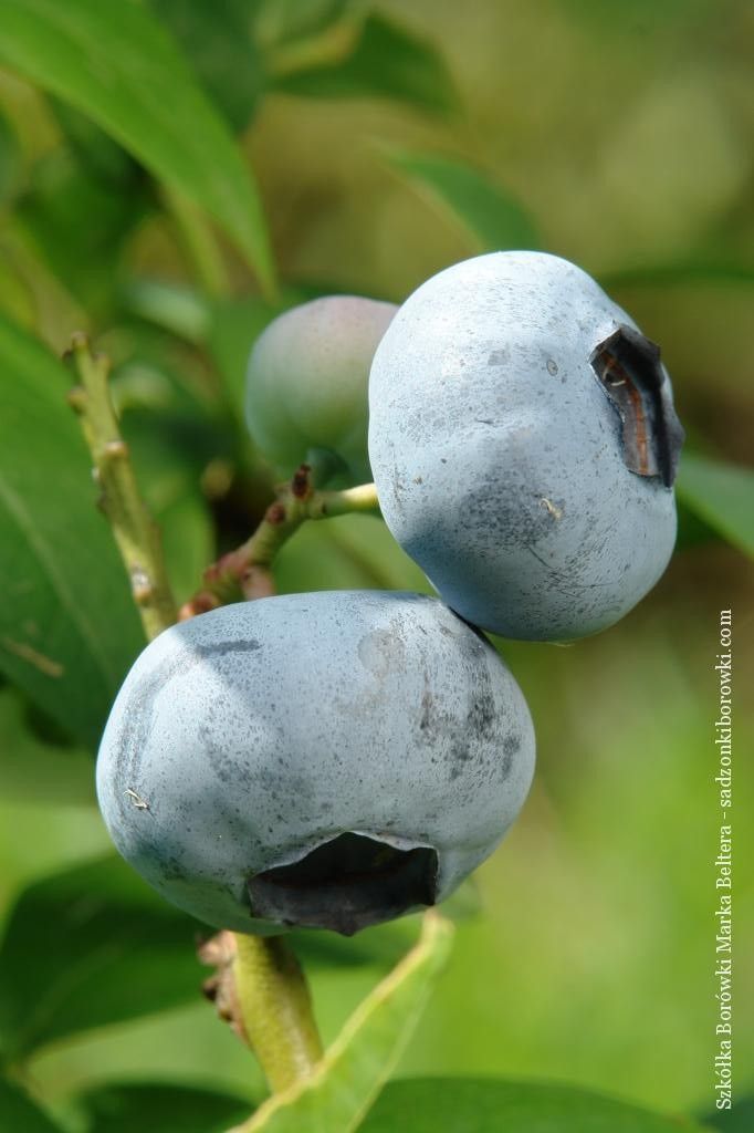 krzew borówki wysokiej z licznymi owocami