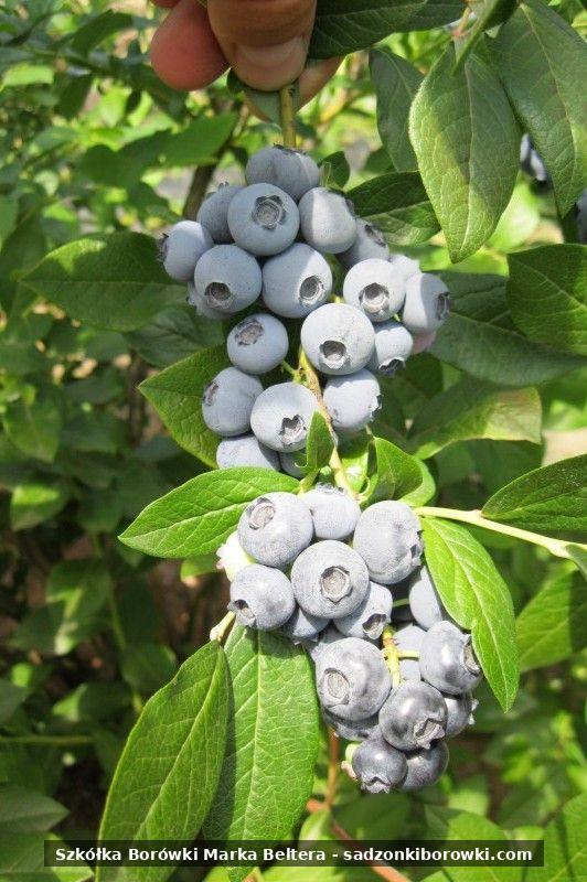 borówki na krzewie w szkółce roślin