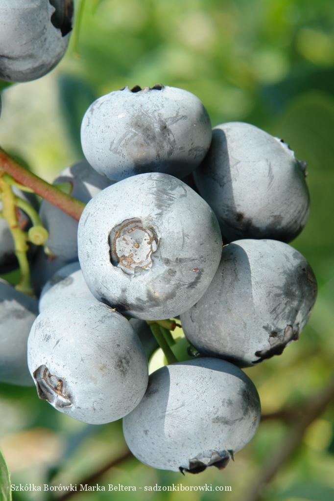 sadzonki borówki amerykańskiej wysokiej jakości