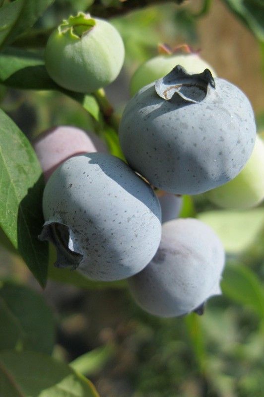 zbliżenie na dojrzałe borówki na gałęzi