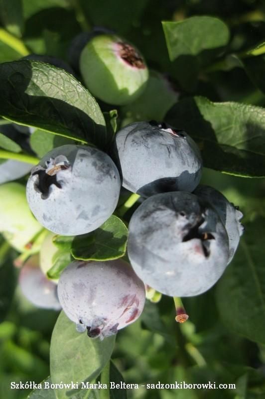 sadzonki borówki, borówka amerykańska, sadzonki borówki amerykańskiej, szkółka borówki,Bluegold